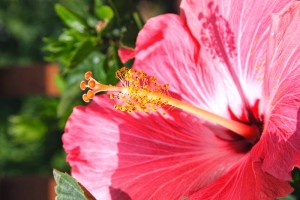 hibiscus flowers in hawaii (5)